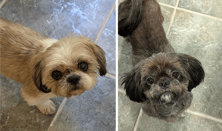 Two Hearts, One Home: Tiger and Angel’s Journey as a Bonded Pair Looking for a Family